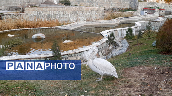 باغ پرندگان قم: جاذبه‌ای بی‌نظیر در قلب کشور