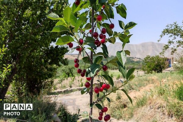 فصل چیدن یاقوت های چشم نواز در شهر بار نیشابور-۱