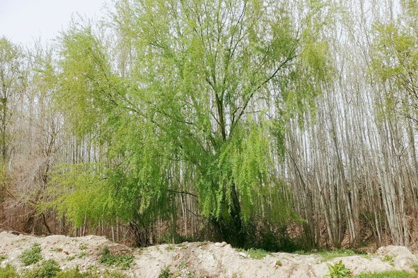 بهار، آغاز دوباره‌ی زندگی طبیعت 