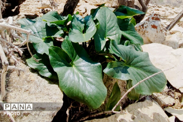  بهاریِ رنگارنگ در پل‌بریده