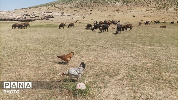 زندگی عشایری مردم شهر بار در کوه های بینالود