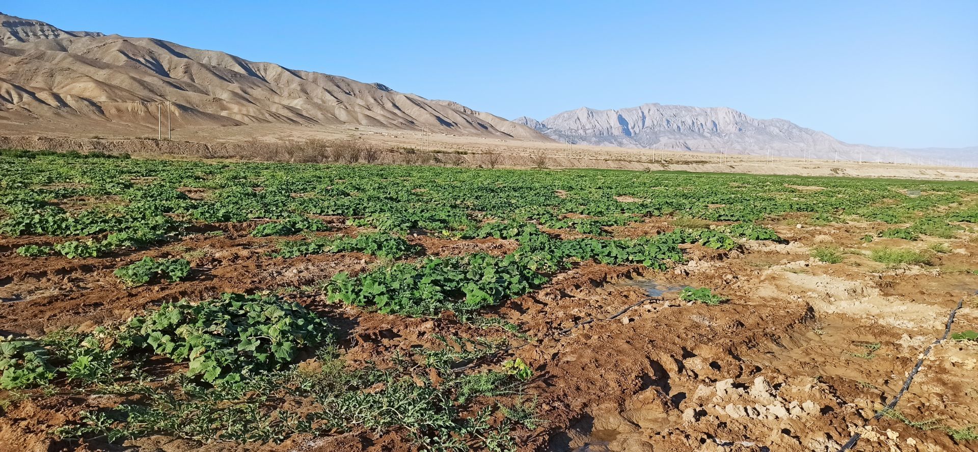 کاشت آزمایشی خیار با بذر خارجی در روستای رباط عشق آغاز شد