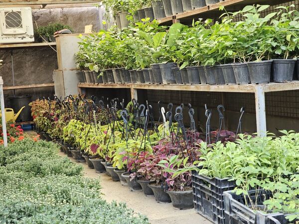 حال و هوای خاص در بازار گل محلاتی