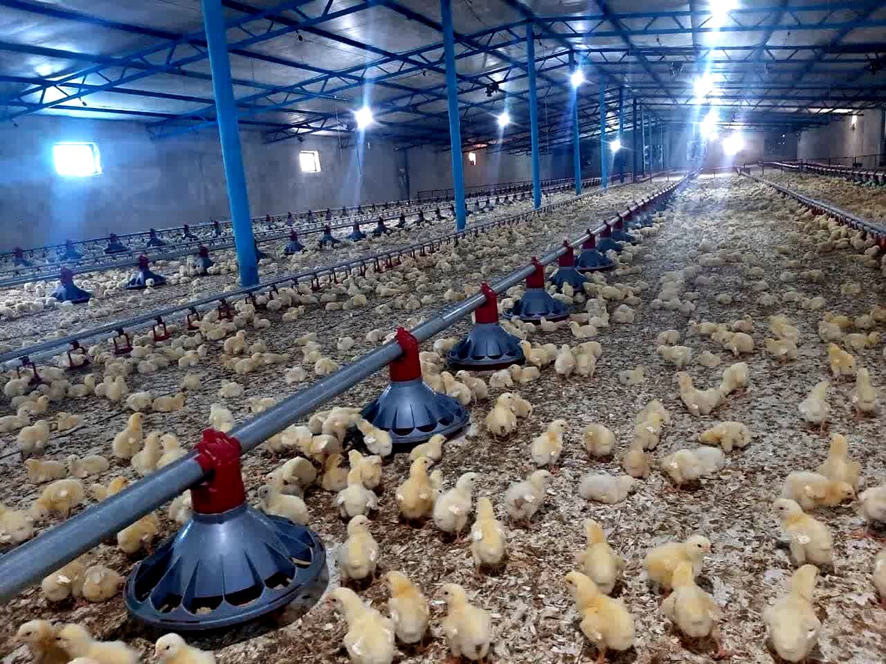 افزایش یک میلیون قطعه‌ای جوجه‌ریزی استان تهران با احیای ۲۹ مرغداری راکد