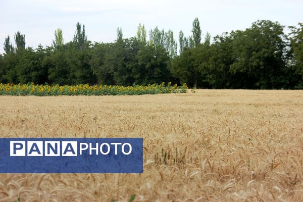 مزرعه آفتابگردان در سلماس