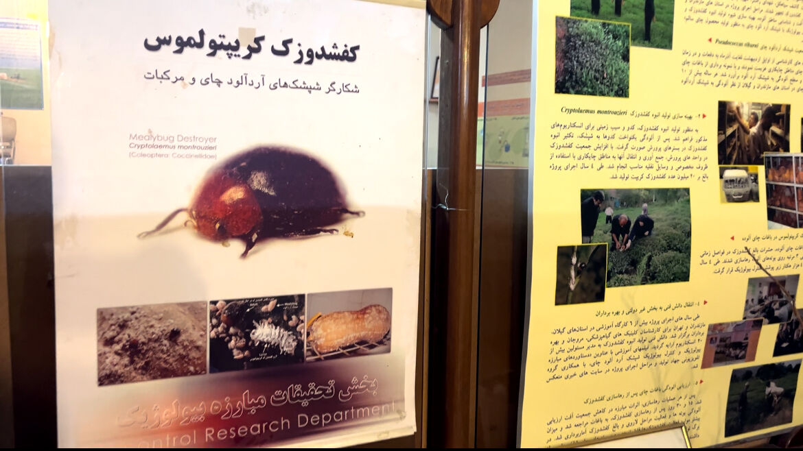 کنترل آفت مرکبات با قدرت طبیعت؛ راهکارهای بیولوژیکی در میدان عمل
