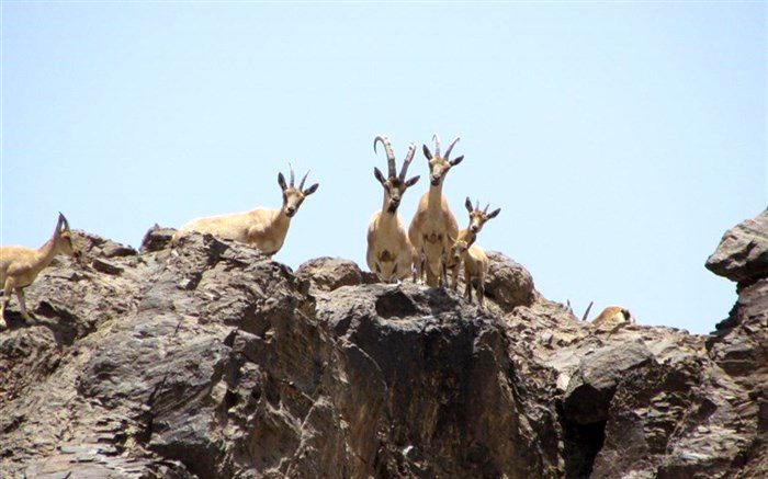 ‌پای شکارچیان آمریکایی به ‌خراسان جنوبی هم باز شد