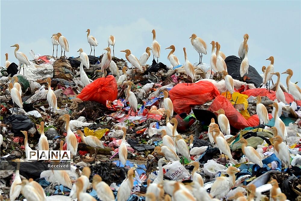 زندگی پلاستیکی، مرگ طبیعت