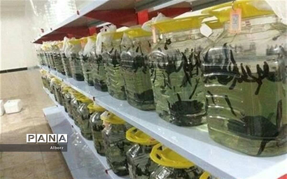 خودکفایی مددجوی البرزی با پرورش زالو