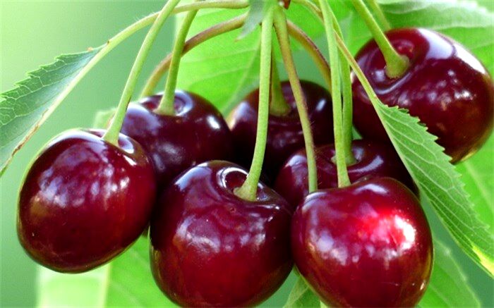پیش بینی برداشت بیش از هزار  و 200 تن گیلاس در اشنویه