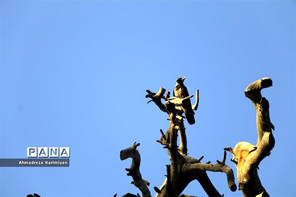 باغ جهان‌نما زینت الدنیا