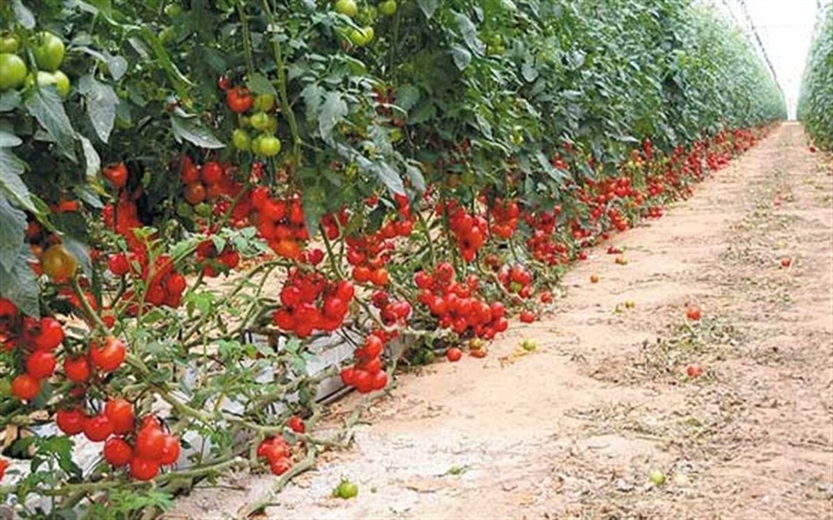 کشت گلخانه ای در آذربایجان غربی توسعه می یابد