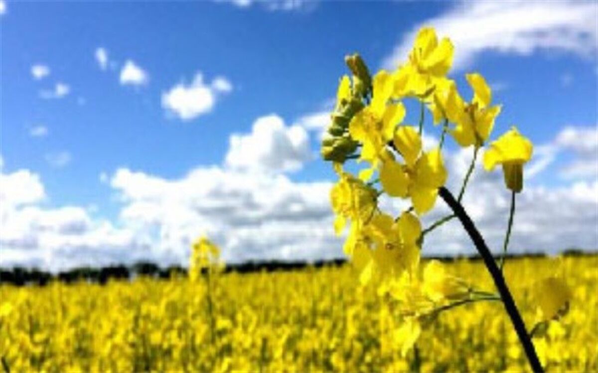 پیش بینی برداشت بیش از یکهزار تن کلزا در بوکان