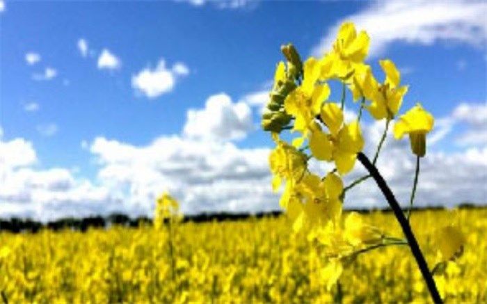 پیش بینی برداشت بیش از یکهزار تن کلزا در بوکان