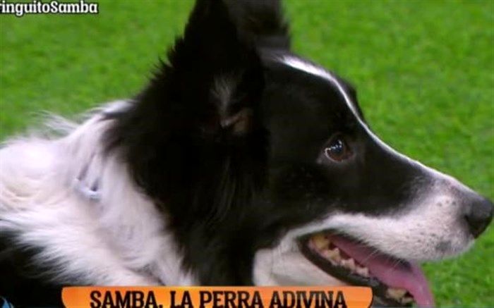 سگ پیشگو نتیجه و گلزنان بازی ایران و اسپانیا را پیش بینی کرد! + تصاویر