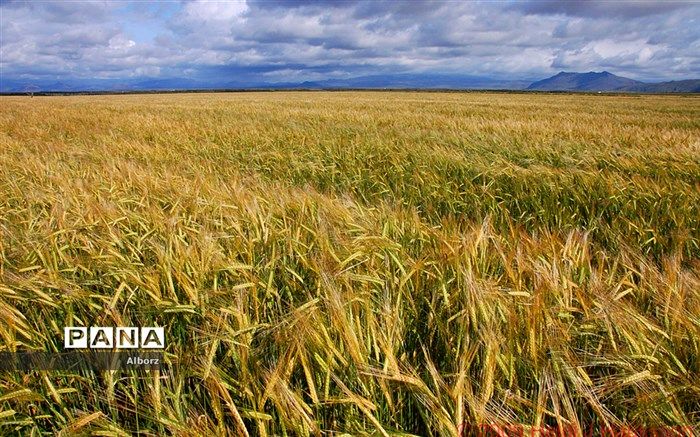 خرید تضمینی به منظور حمایت از تولید محصولات اساسی کشاورزی