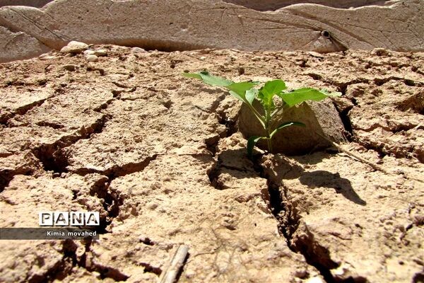 آخرین تلاش برای زندگی