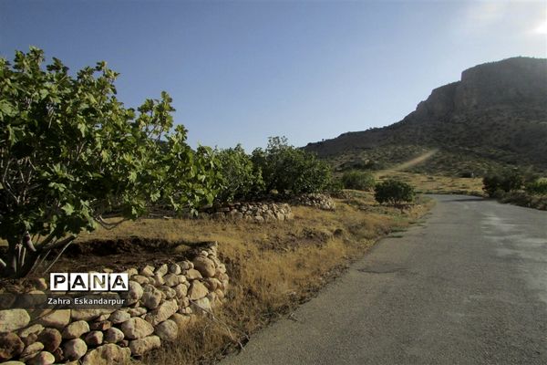 گرده افشانی (بَر دهی) در انجیرستان‌های نی ریز