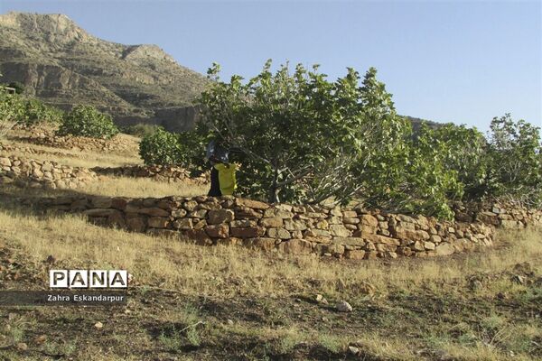 گرده افشانی (بَر دهی) در انجیرستان‌های نی ریز