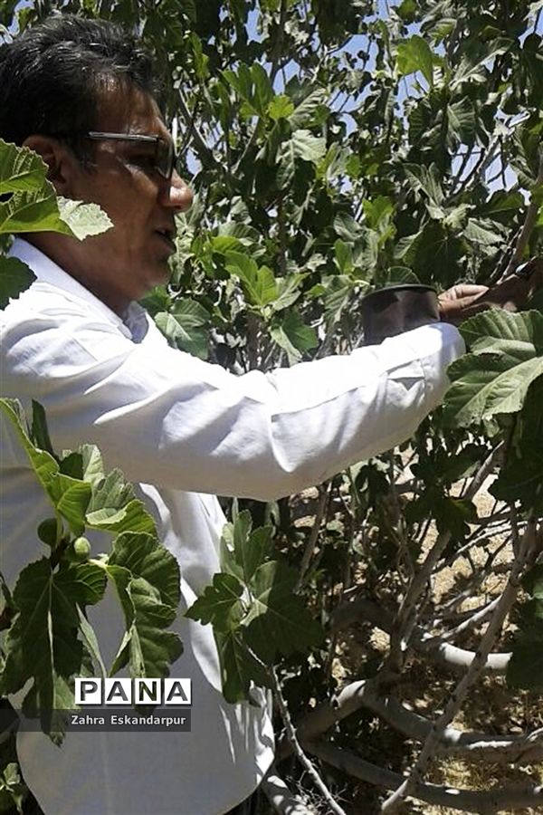 گرده افشانی (بَر دهی) در انجیرستان‌های نی ریز