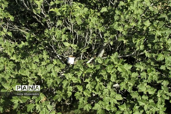 گرده افشانی (بَر دهی) در انجیرستان‌های نی ریز