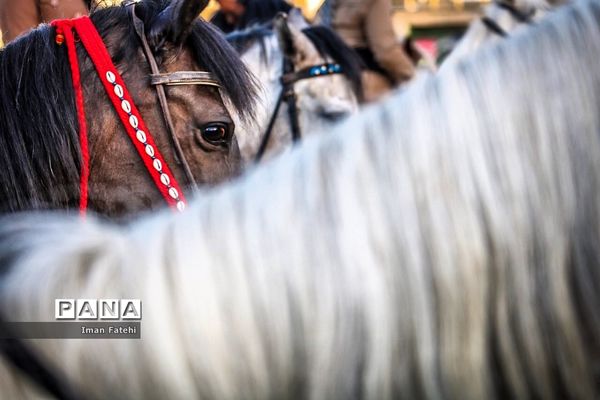 دومین جشنواره  ملی اسب کرد