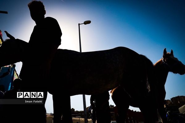 دومین جشنواره  ملی اسب کرد