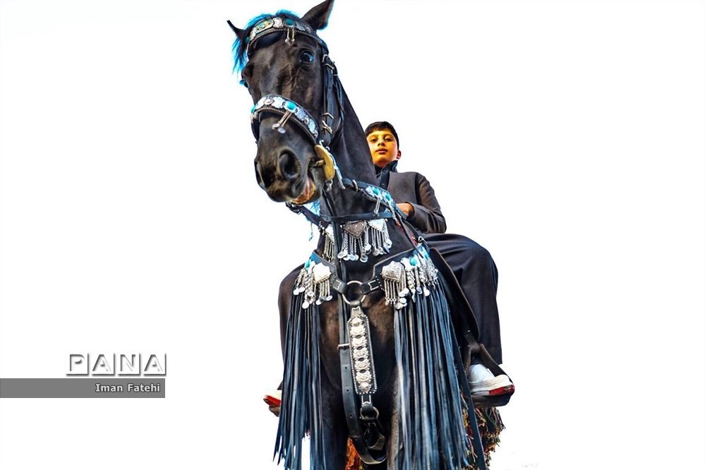 دومین جشنواره  ملی اسب کرد