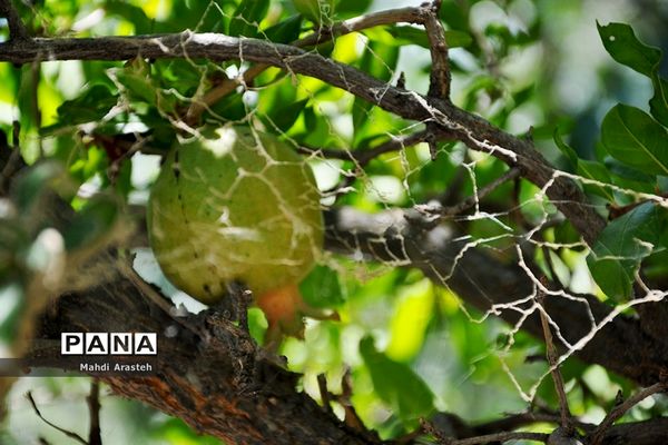 یاقوت سرخ شهرستان های خوسف خراسان جنوبی