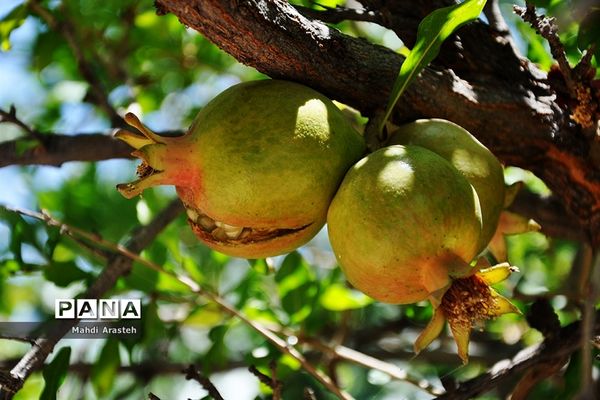 یاقوت سرخ شهرستان های خوسف خراسان جنوبی