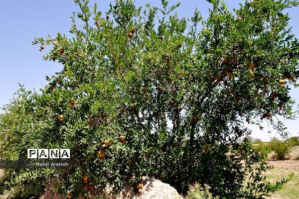 یاقوت سرخ شهرستان های خوسف خراسان جنوبی