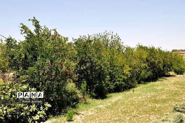 یاقوت سرخ شهرستان های خوسف خراسان جنوبی