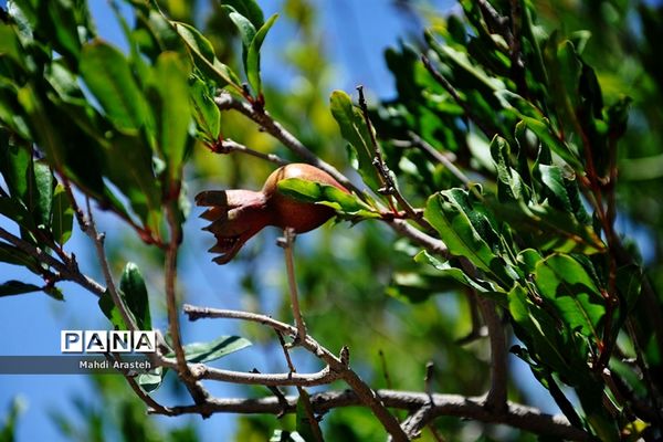 یاقوت سرخ شهرستان های خوسف خراسان جنوبی