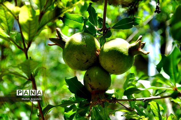 یاقوت سرخ شهرستان های خوسف خراسان جنوبی