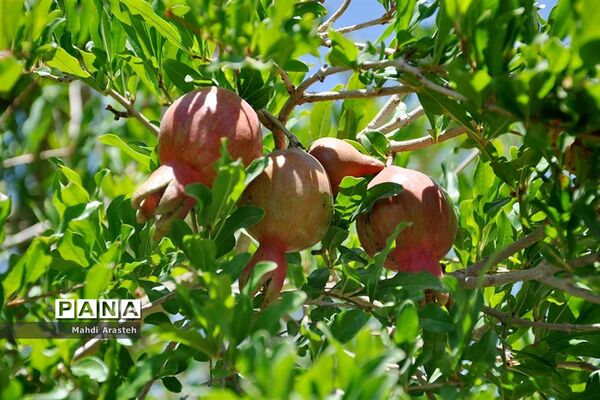 یاقوت سرخ شهرستان های خوسف خراسان جنوبی