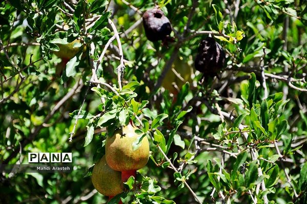 یاقوت سرخ شهرستان های خوسف خراسان جنوبی