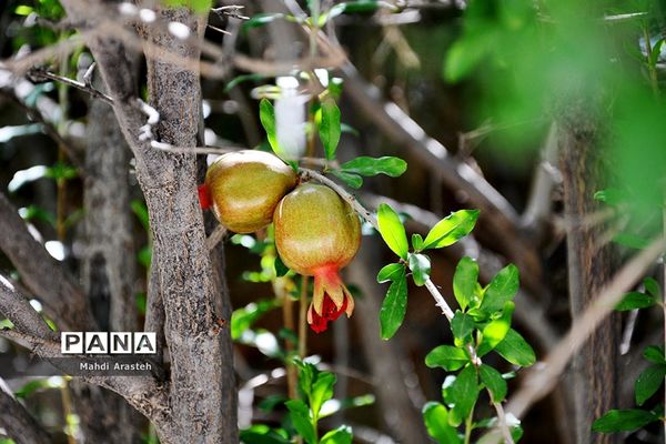 یاقوت سرخ شهرستان های خوسف خراسان جنوبی