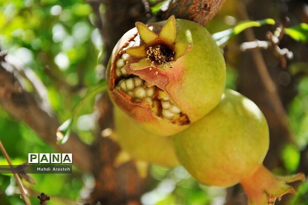 یاقوت سرخ شهرستان های خوسف خراسان جنوبی