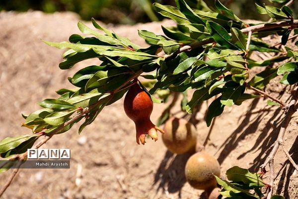 یاقوت سرخ شهرستان های خوسف خراسان جنوبی