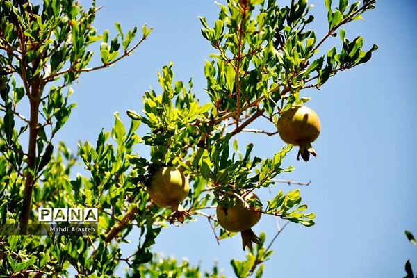 یاقوت سرخ شهرستان های خوسف خراسان جنوبی
