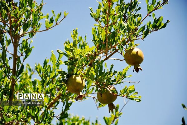 یاقوت سرخ شهرستان های خوسف خراسان جنوبی