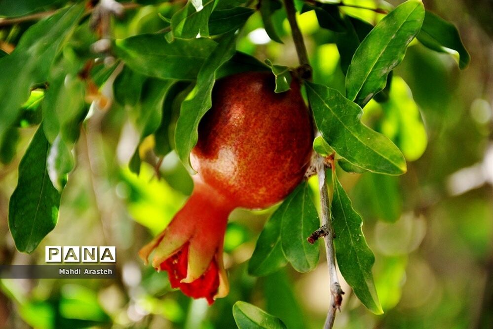 یاقوت سرخ شهرستان های خوسف خراسان جنوبی