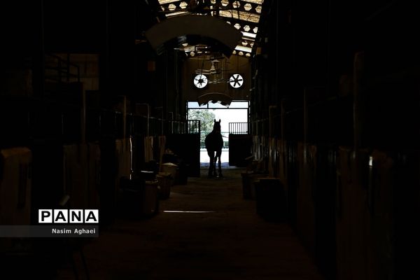 مسابقات پرش با اسب