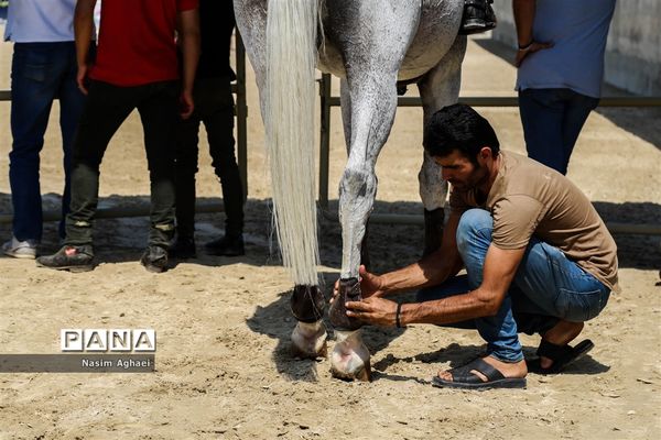 مسابقات پرش با اسب