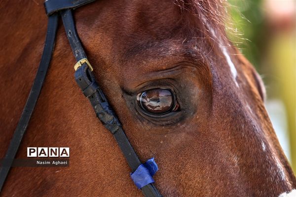 مسابقات پرش با اسب