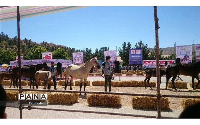 برترین های پانزدهمین جشنواره ملی زیبائی اسب اصیل ترکمن