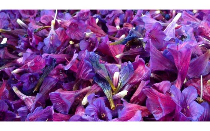 گل‌گاوزبان رودسر بازار مطلوبی دارد