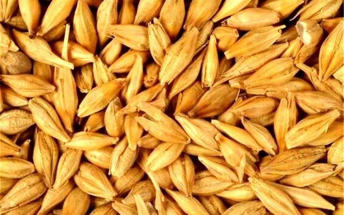 تخصیص ۱۷۲میلیون یورو ارز دولتی برای واردات جو
