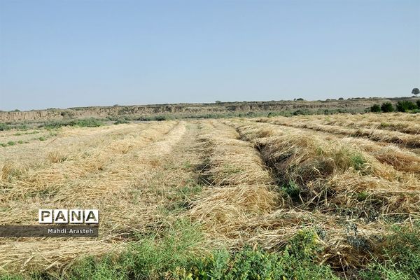 آغاز برداشت گندم از مزارع شهرستان خوسف خراسان جنوبی