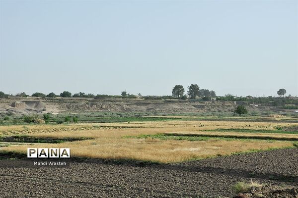 آغاز برداشت گندم از مزارع شهرستان خوسف خراسان جنوبی